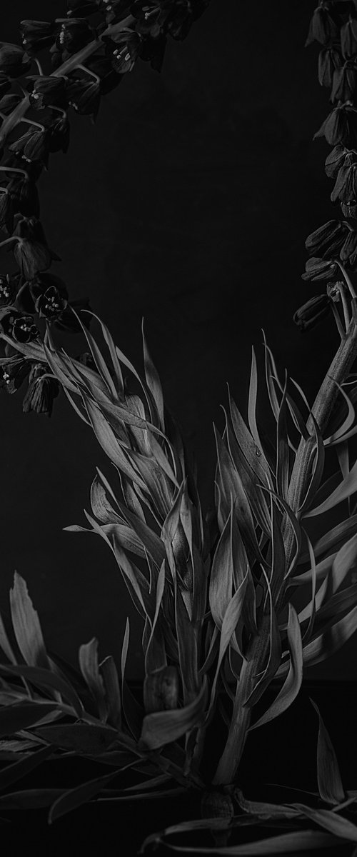 Fritillaria persica by Cornelia Weber