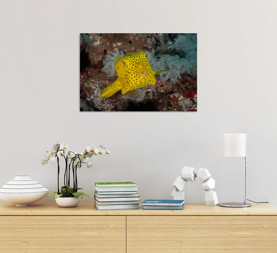 Whaaaat?  - Metal Print - Ready To Hang - Underwater Macro - Australia