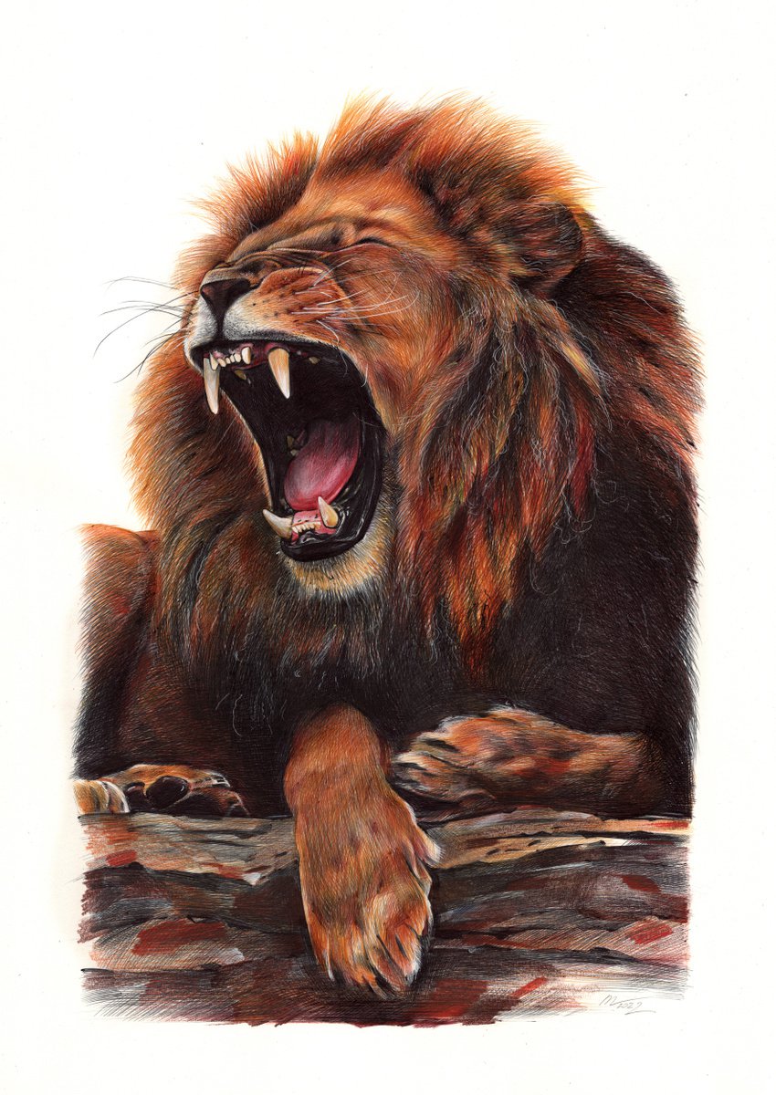 Photorealistic Animal Drawing By Daria Maier, 14 X 20, Lion - Animal Portrait, Original Artwork
