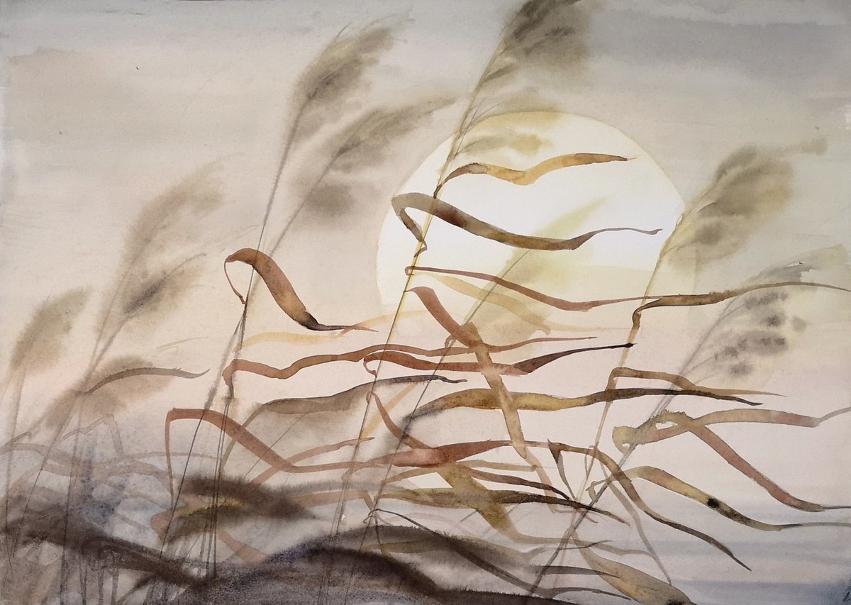 Dry reeds - Dry Brown River Cane Grass - Sunset by Olga Beliaeva Watercolour