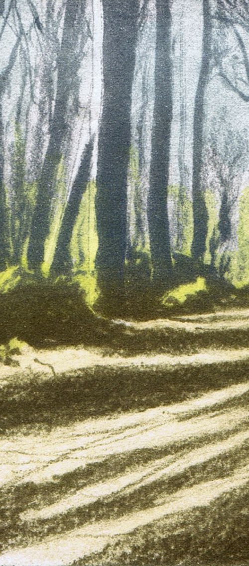 Woodland Shadow 4 by Aidan Flanagan Irish Landscapes