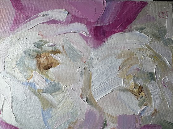 Peonie pink and white