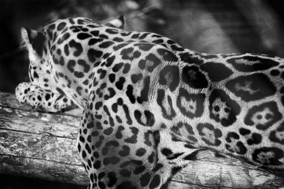 Jaguar(Panthera onca)