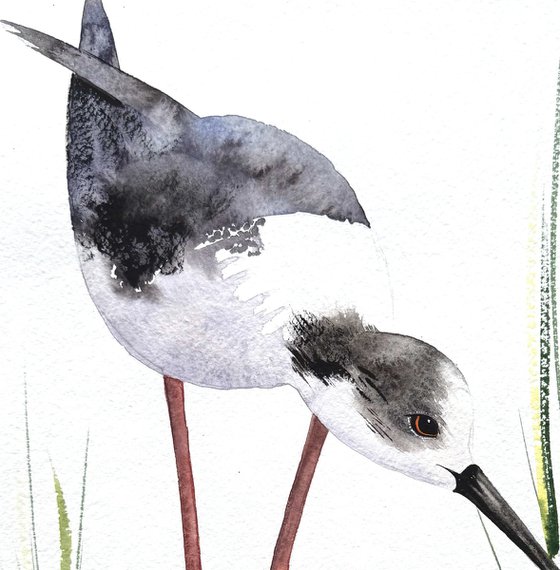 A pair of Black-necked stilt