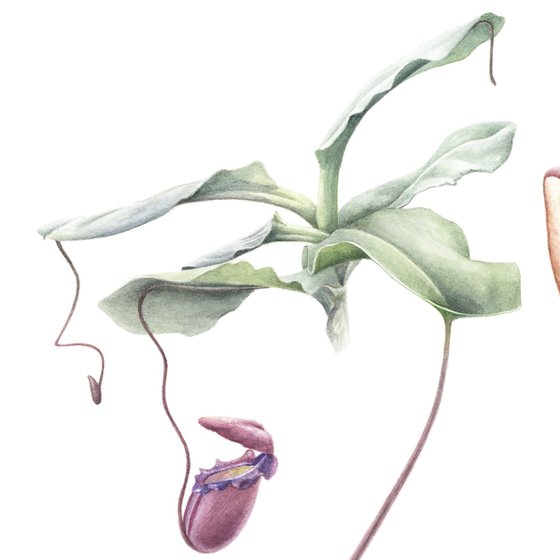 Nepenthes Swan
