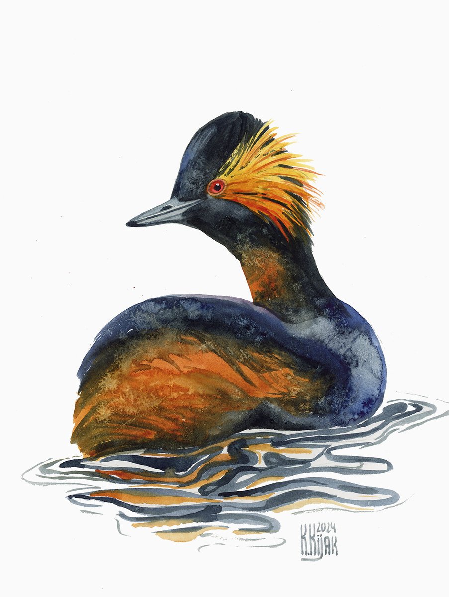 Black-necked grebe by Karolina Kijak