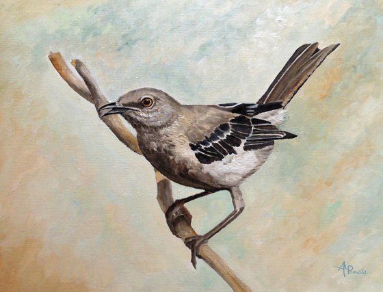 Sharp-Eyed Mockingbird