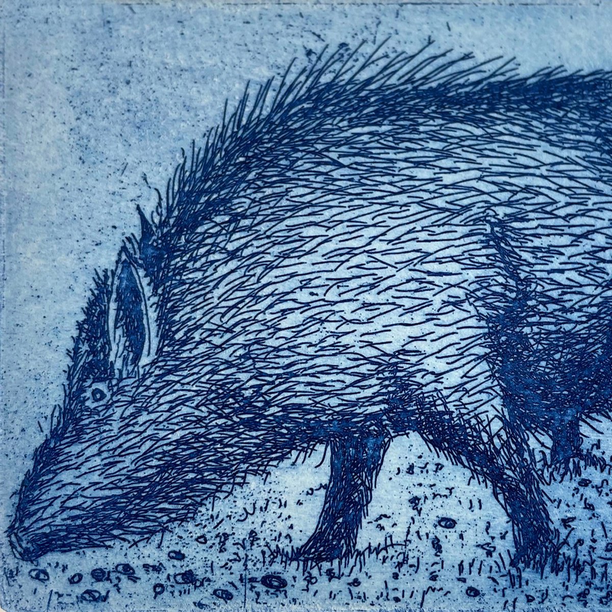 Blue Boar by Tim Southall