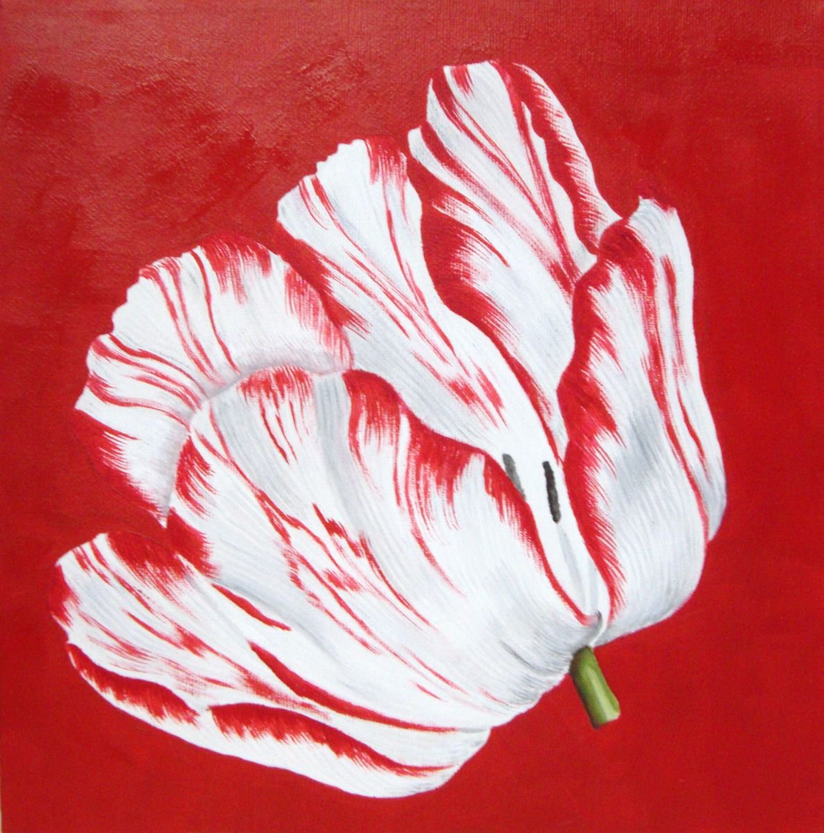 Red Tulip by Angela Stanbridge