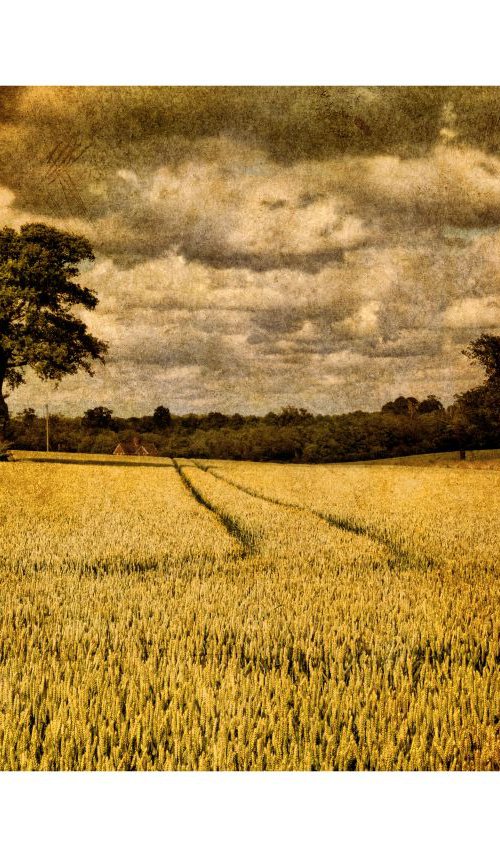 Trees & Crops by Martin  Fry