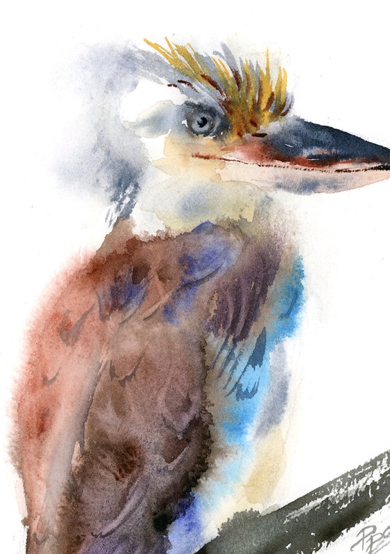 Kookaburra