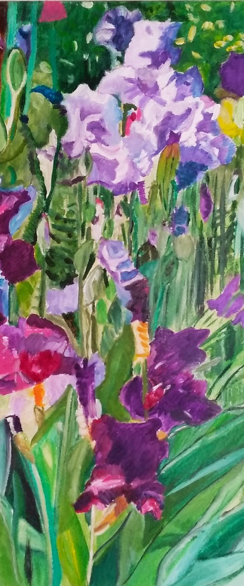 Irises by Isabelle Lucas