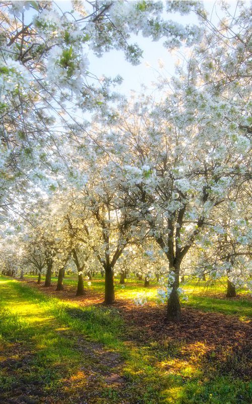 Peaceful morning in orchard by Janek Sedlar