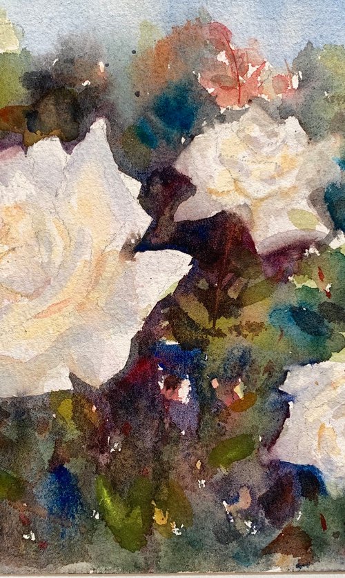 White roses by Shelly Du