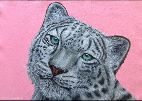 Snow Leopard on Pink