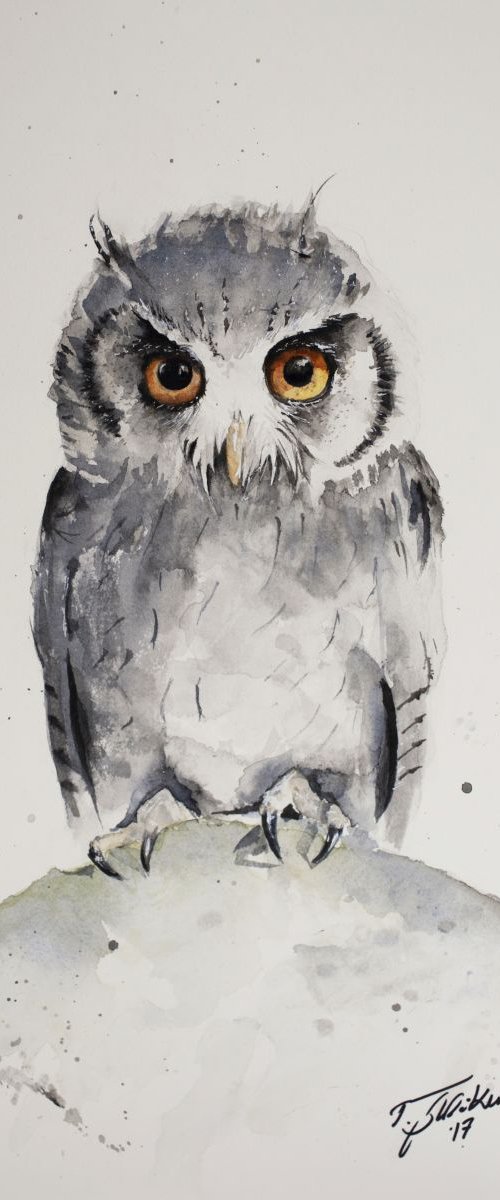 Teenage Owl by Tomasz Mikutel
