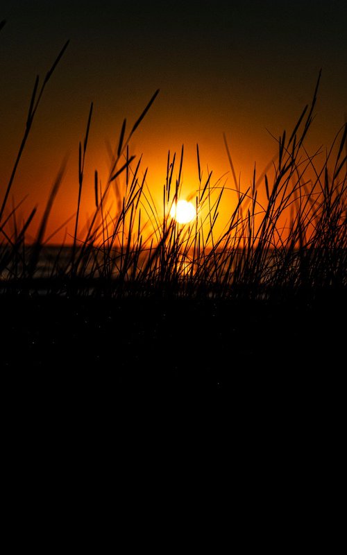 Dawn's Dune Sentinels by David Huntzinger