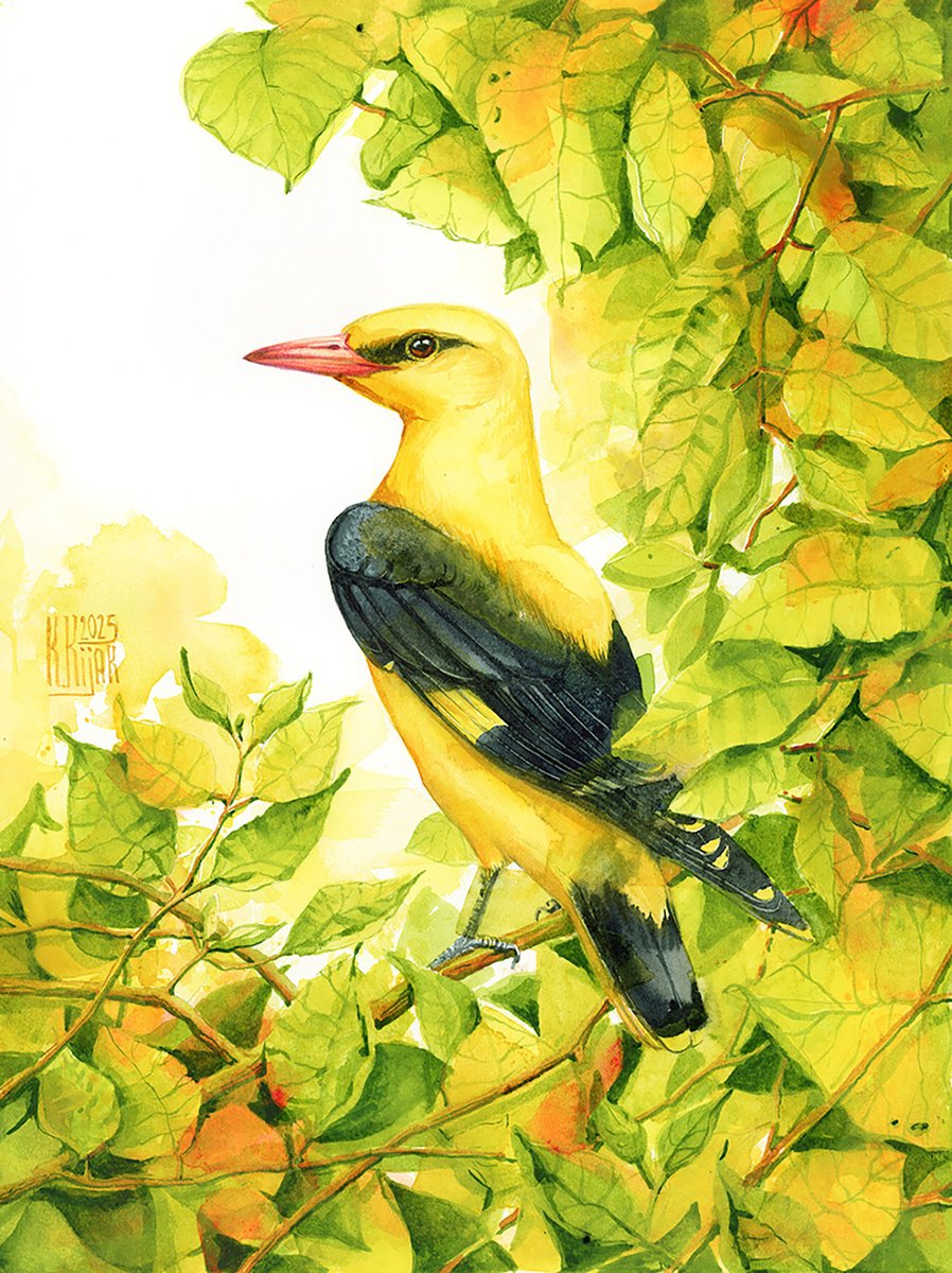 Watercolour , Golden Oriole By Karolina Kijak, 12 X 16, Artwork For Sale On Artfinder