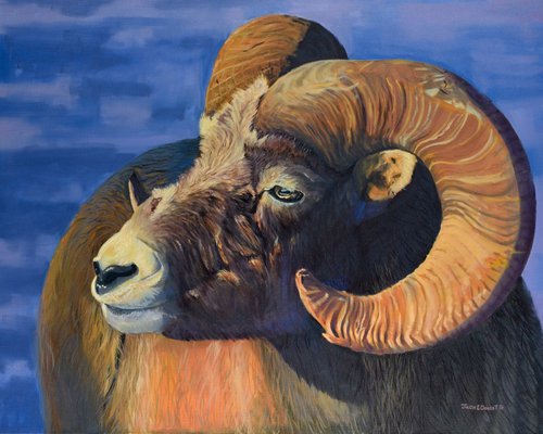 Sun's Warmth - Big Horn Sheep by Jason Edward Doucette