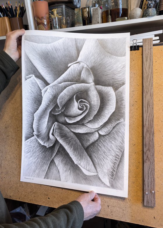 Unfolding. Meditative Botanical Fine Art