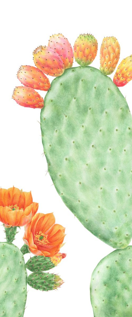 Indian prickly pear by Alona Hrinchuk