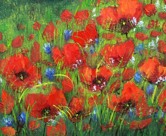 Poppies in the land