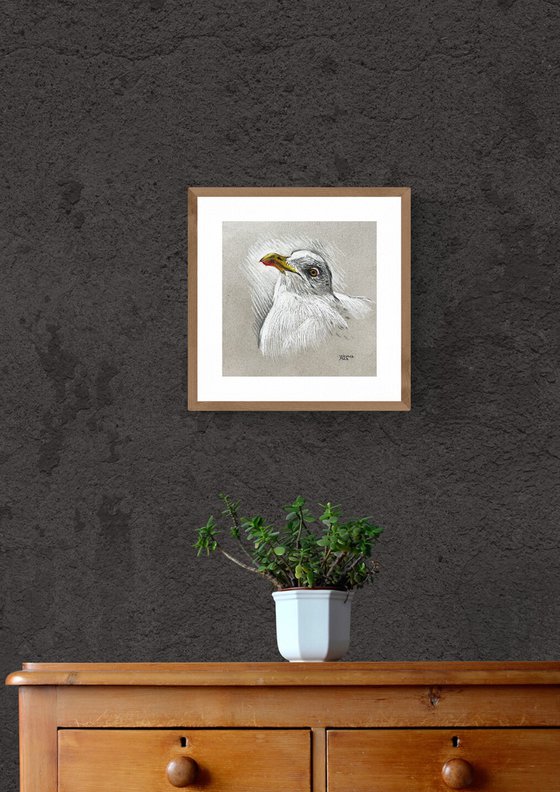 Portrait of a seagull.