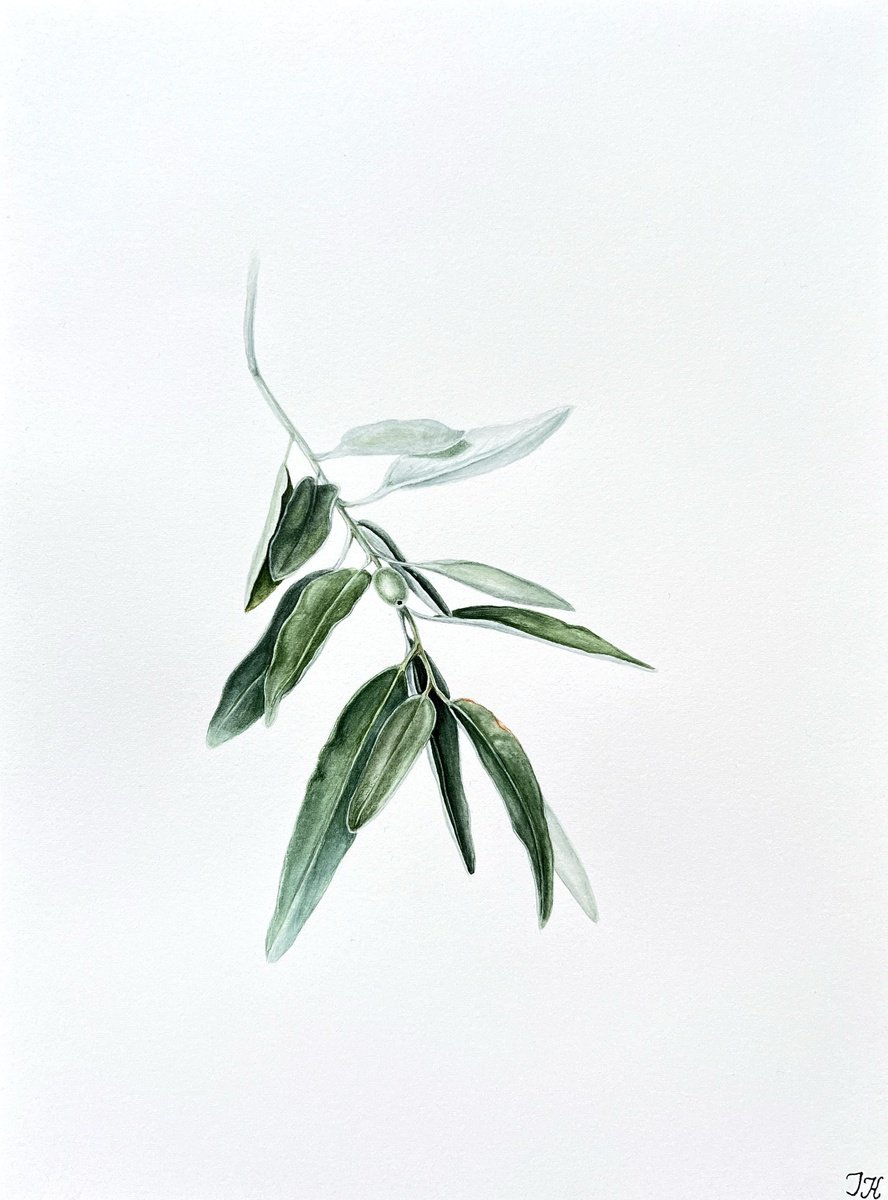 Illustrative Botanical Watercolour By Tetiana Kovalova, 7 X 10", Wild Olive, Original Artwork