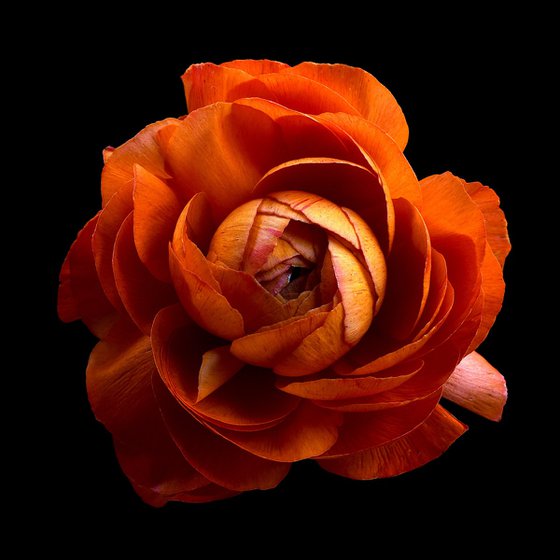 Orange Ranunculus