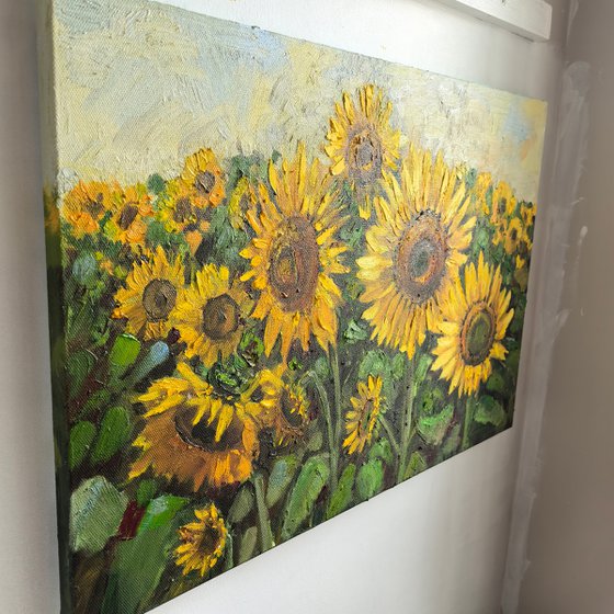 Sunflower fields