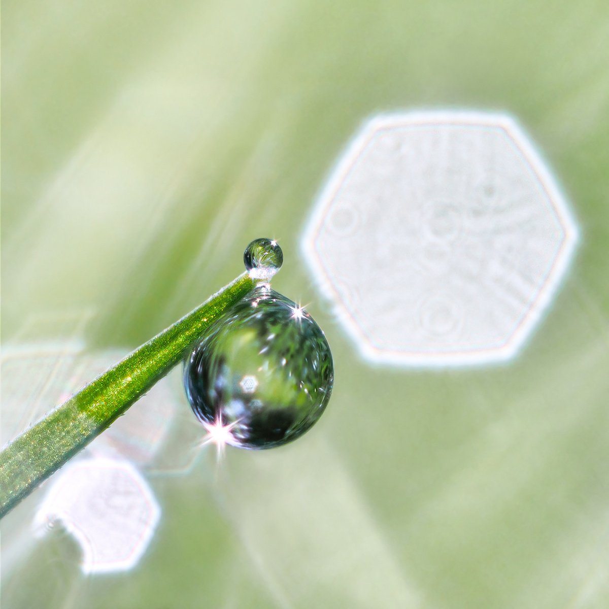 Impressionistic Still Life Photograph By Inna Etuvgi, 17 X 17, Elixir, Original Artwork