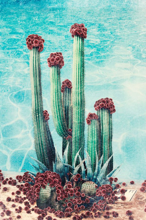 Cactus Pool