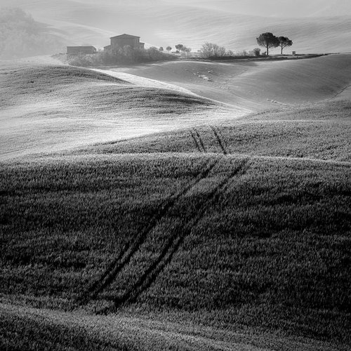 Fields of Tuscany by Tomasz Grzyb