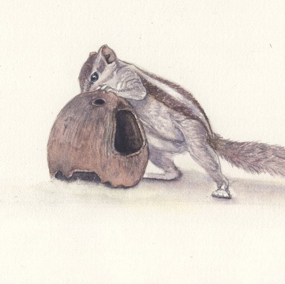Squirrel and the coconut shell