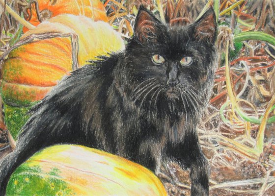 Kitty In The Pumpkin Patch