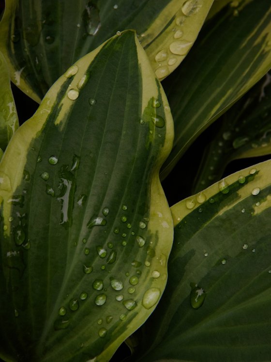 Drops of Morning