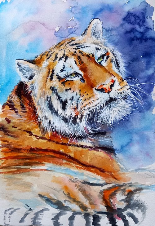 Resting tiger by Kovács Anna Brigitta