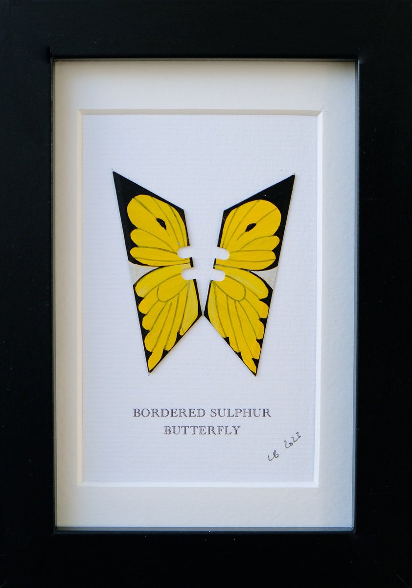Bordered Sulphur Butterfly by Lene Bladbjerg