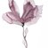 Magnolia No. 61 by Elizabeth Becker