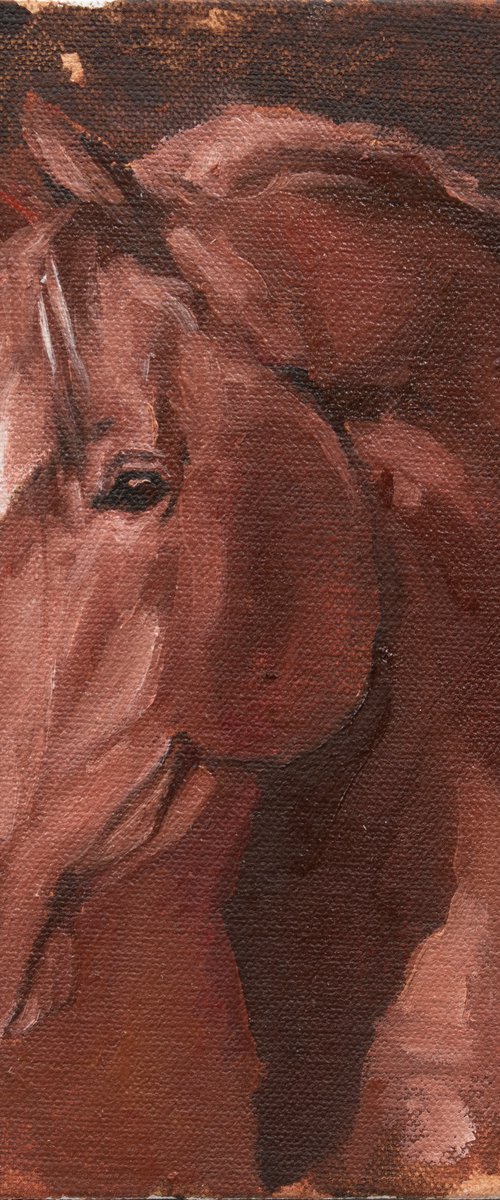 Equine Head Arab Chestnut (study 31) by Zil Hoque