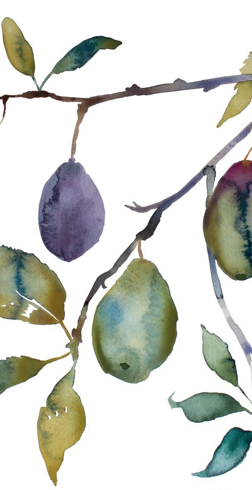 Plum Study by Elizabeth Becker