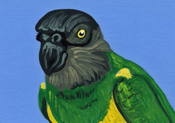 ACEO ATC Original Miniature Painting Senegal Parrot Pet Bird Art-Carla Smale