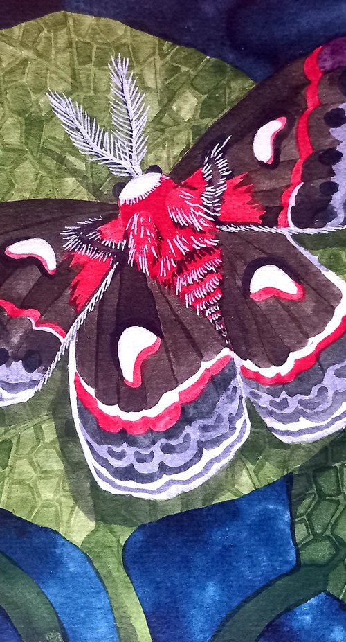 Cecropia Moth by Terri Smith