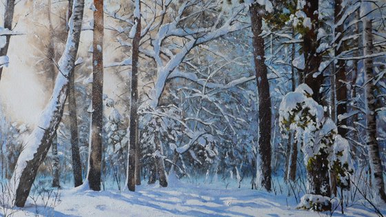 Winter Forest Sunlight