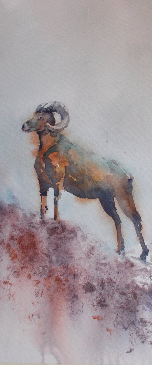 mouflon 2 by Giorgio Gosti