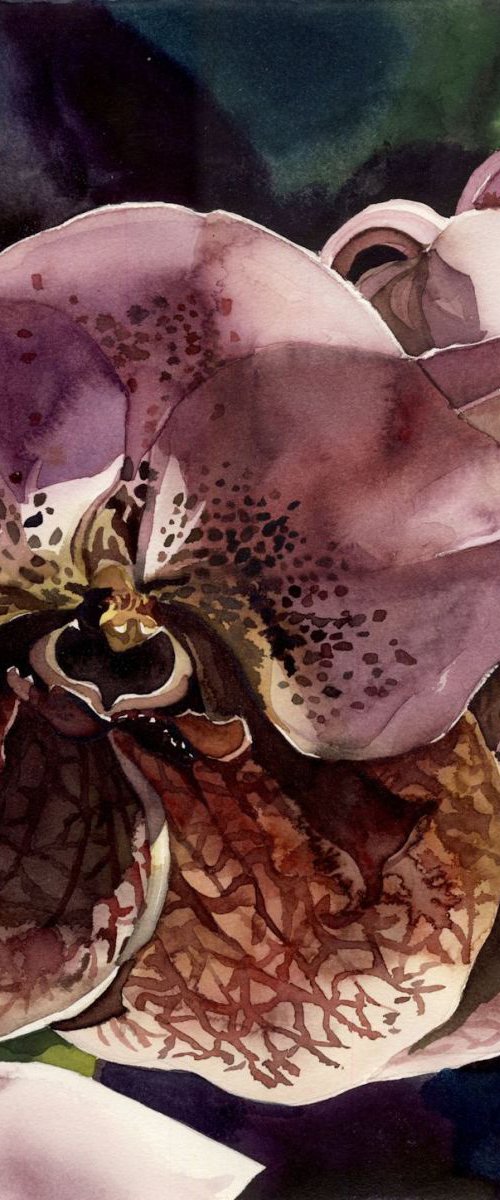 vanda orchid watercolor by Alfred  Ng