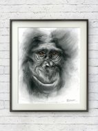 Original Charcoal Drawing - Monkey by Olga Tchefranov (shefranov)