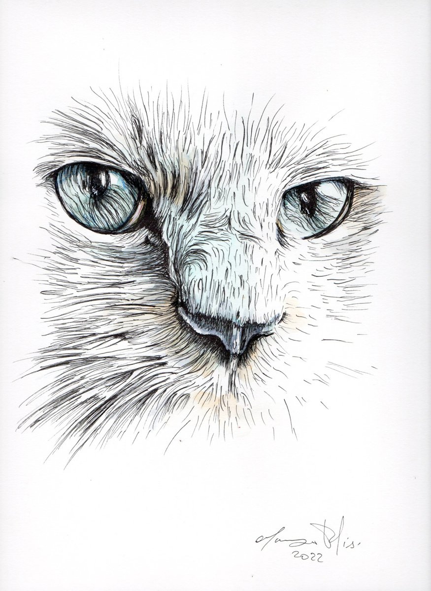 Urban And Pop Ink Drawing , Wisdom Cat By Maurizio Puglisi, 9 X 13, Artwork For Sale On Artfinder