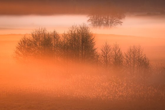 Bathed In Mist