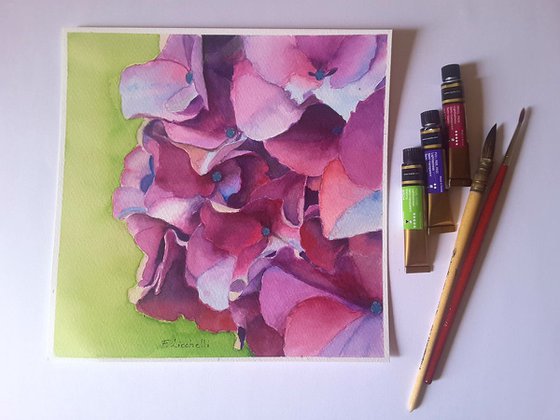 Hydrangea n.1